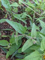Heliopsis parvifolia
