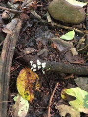 Lactocollybia