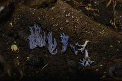 Ramariopsis pulchella