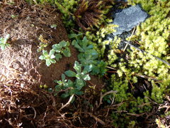 Micranthes ferruginea