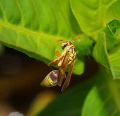 Ropalidia romandi