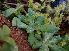 Micranthes ferruginea