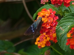 Eudaminae