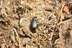 Carabus taedatus