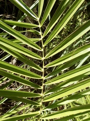 Phoenix canariensis