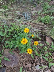 Heliopsis parvifolia