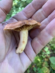 Lactarius xanthogalactus