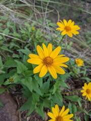Heliopsis parvifolia