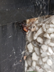 Steatoda borealis