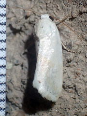 Ponometia virginalis