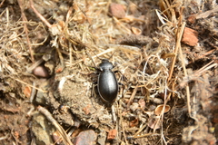 Carabus taedatus