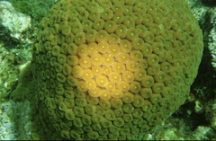 Montastraea cavernosa