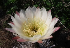 Trichocereus deserticola