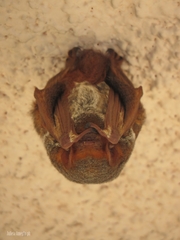 Lasiurus blossevillii
