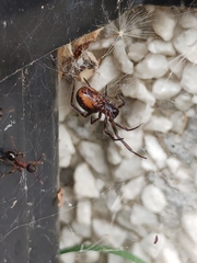 Steatoda borealis