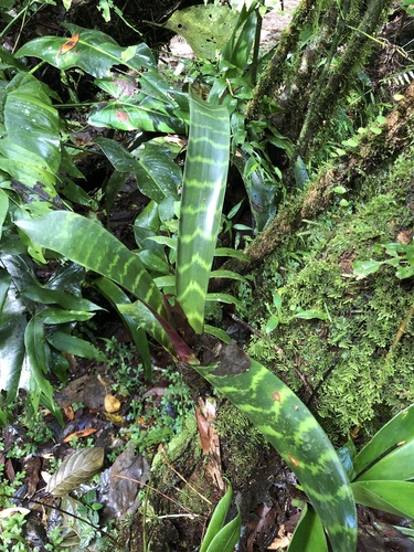Guzmania musaica (Guzmania musaica)