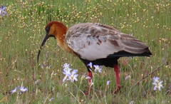 Theristicus melanopis