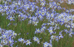 Leucocoryne coquimbensis