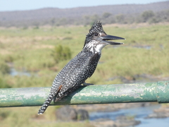 Megaceryle maxima maxima