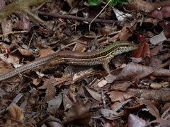 Ameiva ameiva