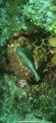 Canthigaster rostrata