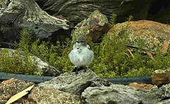 Melanodryas cucullata