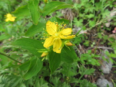 Hypericum kamtschaticum