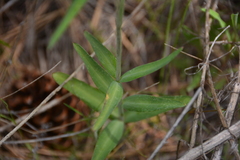 Fritillaria affinis