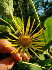 Inula helenium