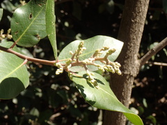 Rhus integrifolia × ovata