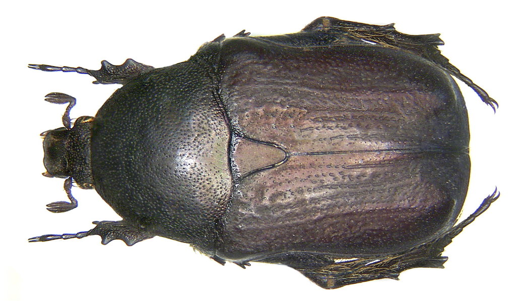 Protaetia oblonga