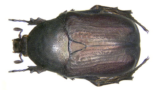 Cétoine oblongue