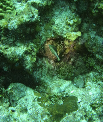 Canthigaster rostrata