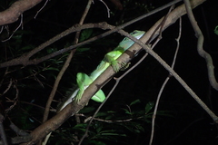 Physignathus cocincinus