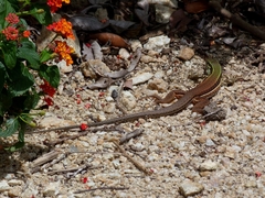 Ameiva ameiva