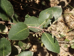 Rhus integrifolia × ovata