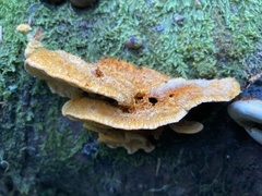 Pycnoporellus