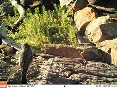 Melanodryas cucullata