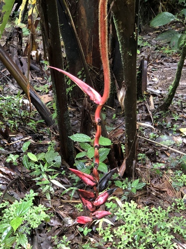 Heliconia ramonensis (Heliconia ramonensis)