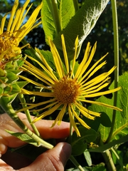 Inula helenium