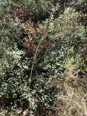 Rhus integrifolia × ovata