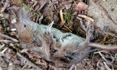 Sorex cinereus