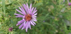 Symphyotrichum novae-angliae