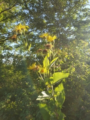 Inula helenium