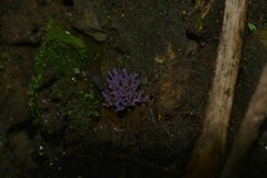 Ramariopsis pulchella