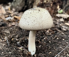 Agaricus placomyces