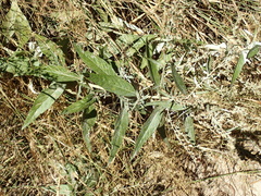 Artemisia douglasiana