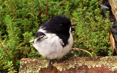 Melanodryas cucullata