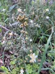 Asterolasia asteriscophora albiflora