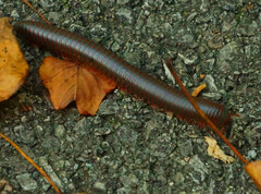 Narceus americanus